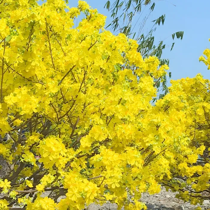 Siêu bông Bình Lơi cấy mô