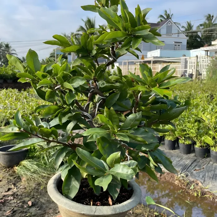 Cây mai siêu bông Bình Lợi cấy mô