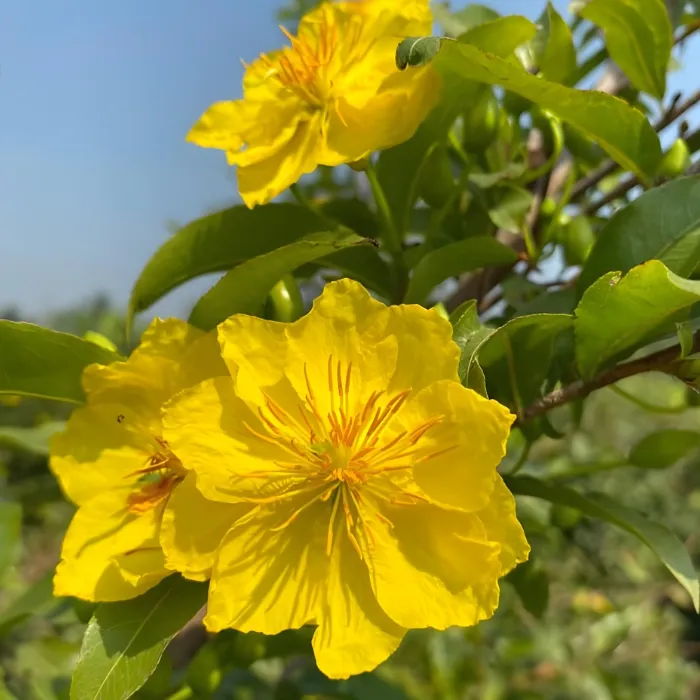 Siêu Bông Ngọc Phát Cấy Mô - Ảnh 6