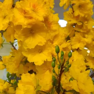Siêu bông ngọc phát cấy mô