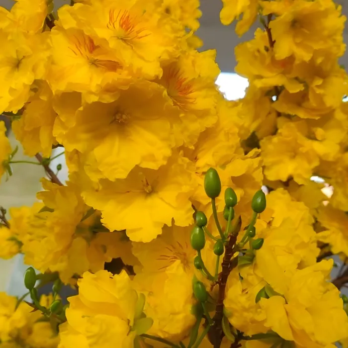 Siêu Bông Ngọc Phát Cấy Mô