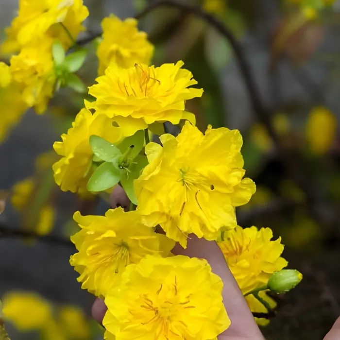 Siêu Bông Ngọc Phát Cấy Mô