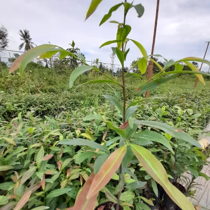 Cây cấy mô mai siêu bông ngọc phát