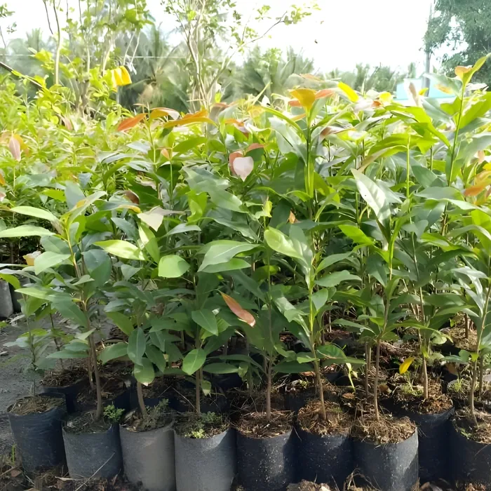 Siêu Bông Ngọc Phát Cấy Mô - Ảnh 5