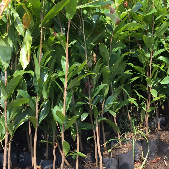 Siêu bông Ngọc Phát cấy mô