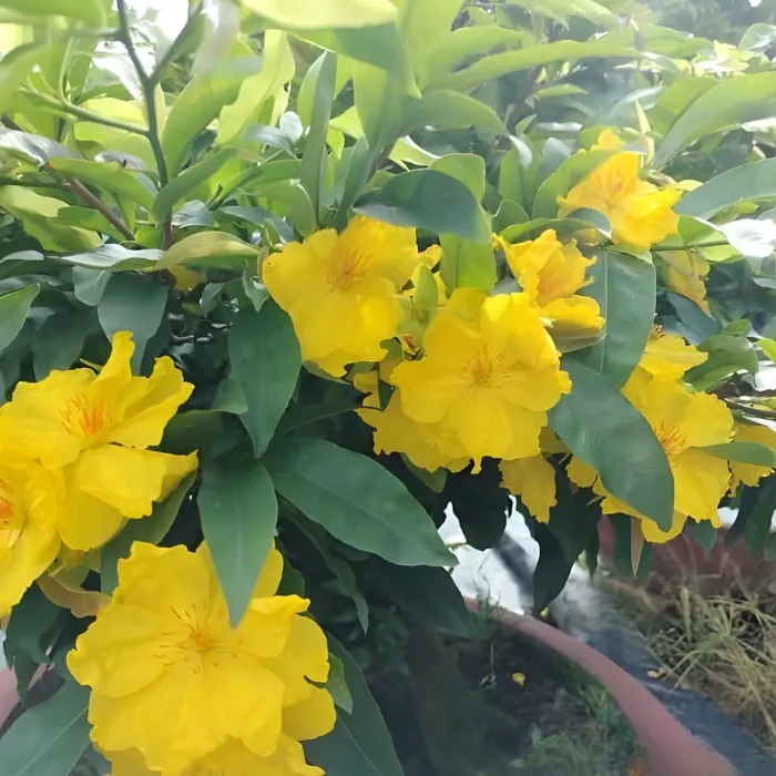 Siêu bông Sài Gòn cấy mô