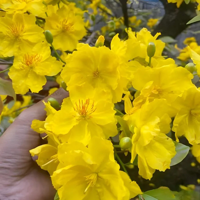 Siêu Bông Sài Gòn Cấy Mô