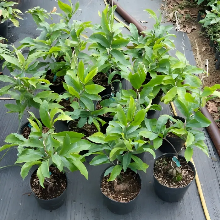 Siêu Bông Sài Gòn Cấy Mô