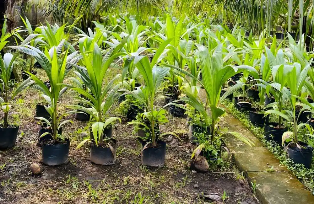 Các yếu tố để so sánh nhân giống dừa cấy mô và truyền thống