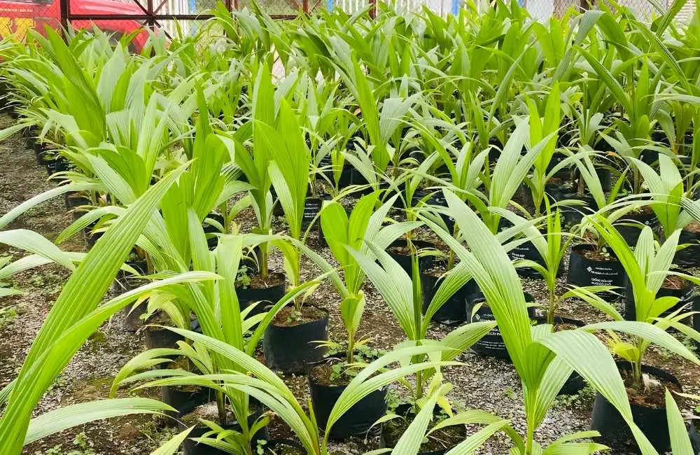 Yếu tố năng suất đầu ra của cây giống dừa