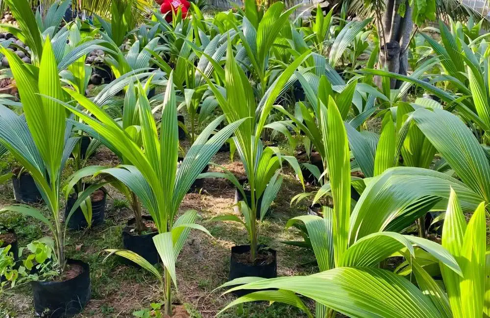 Lợi nhuận đầu ra của cây giống dừa