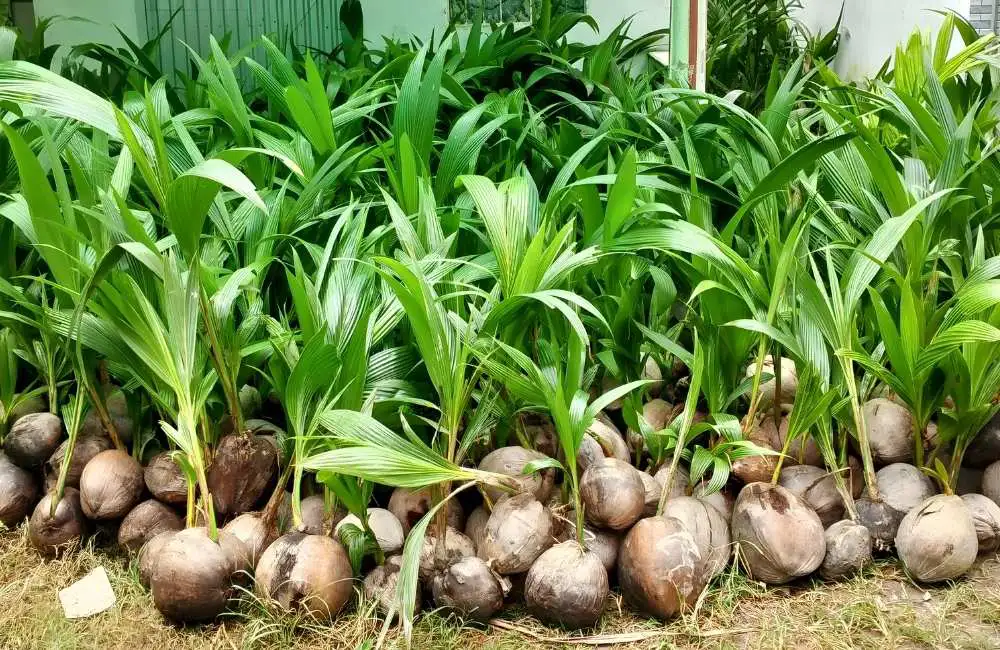 Quy trình kỹ thuật nhân giống dừa