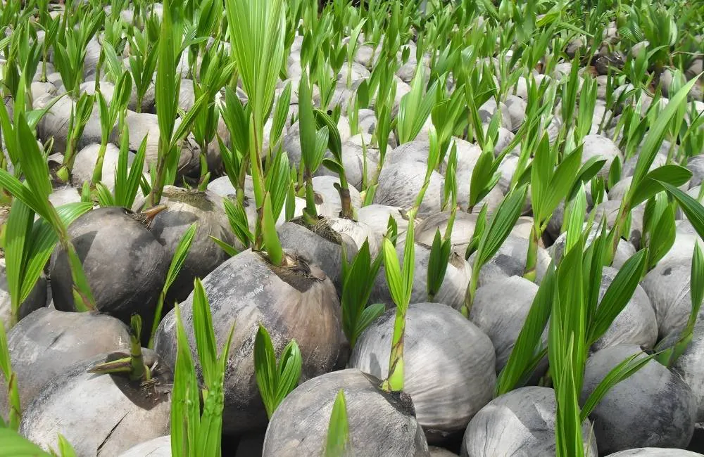 Quy trình kỹ thuật nhân giống dừa