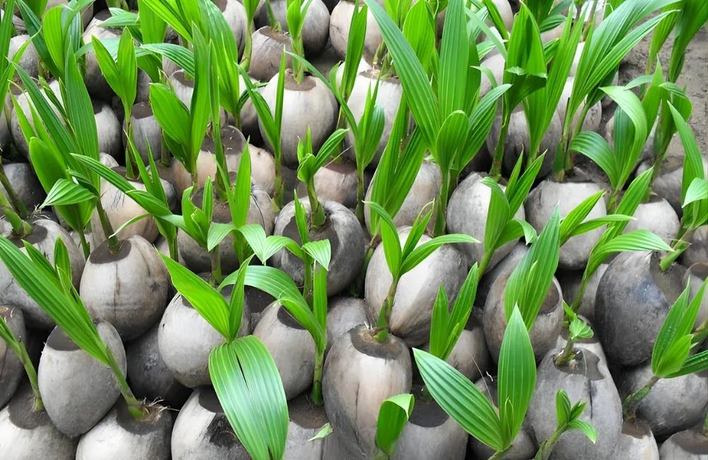 Đâu là lựa chọn thông minh khi nhân giống dừa sáp?