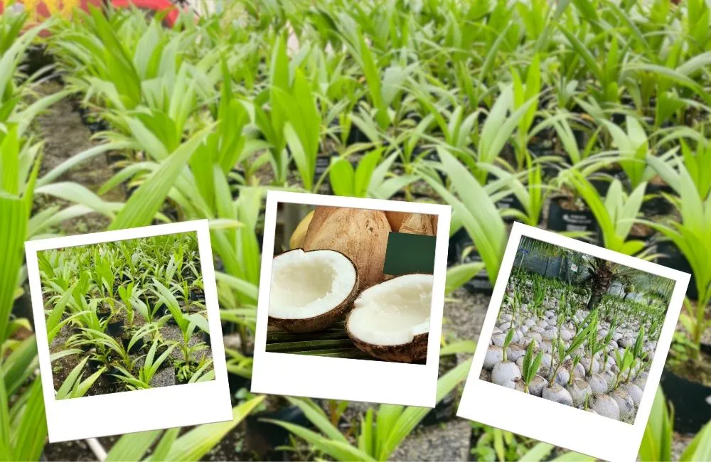 so sánh nhân giống dừa mô và chồi