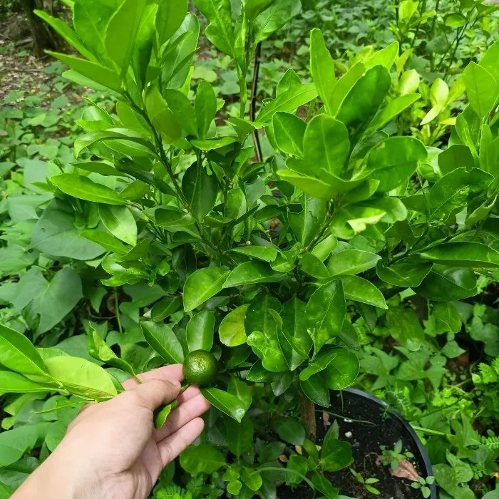 Tắc Bánh Xe Chậu C9 Ghép