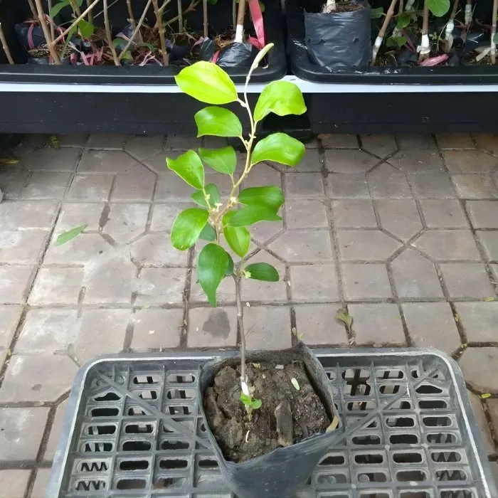 Táo Thái Ghép - Ảnh 3