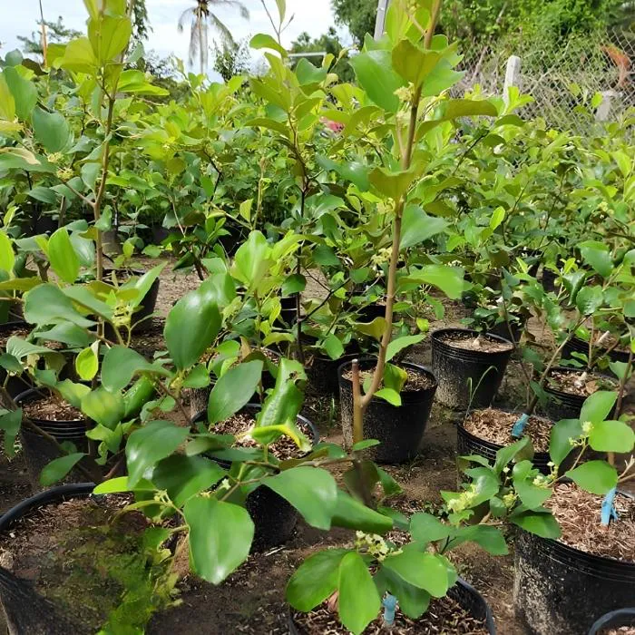 Táo Thái Ghép - Ảnh 6