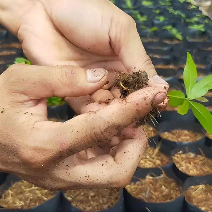 Thiết Mai Cấy Mô