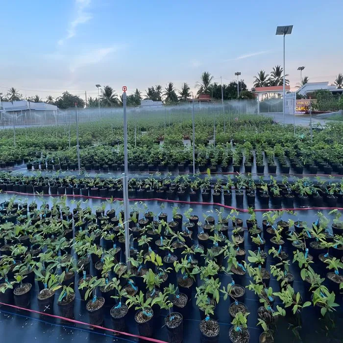 Thiết mai cấy mô