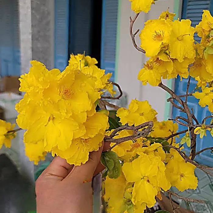 Hoa thiết mai cấy mô