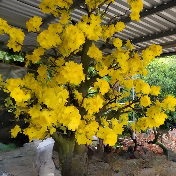 Thiết mai cấy mô