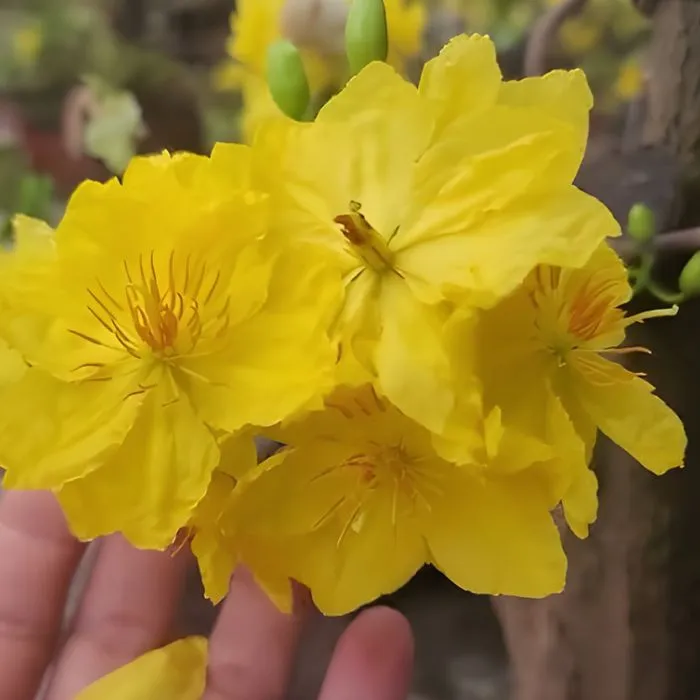 Hoa thiết mai cấy mô