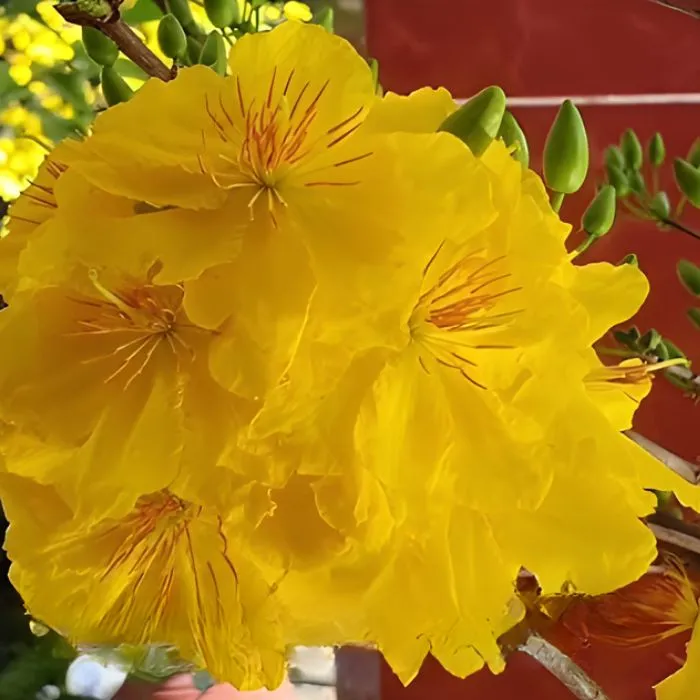 Thiết Mai Cấy Mô