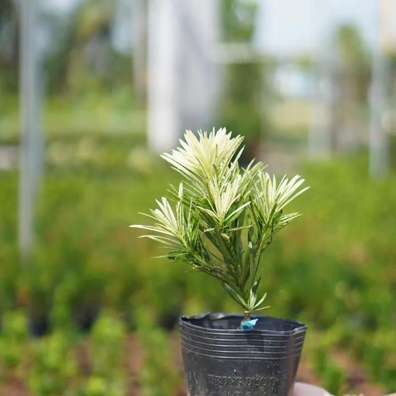 Tùng Cẩm Thạch Cấy Mô