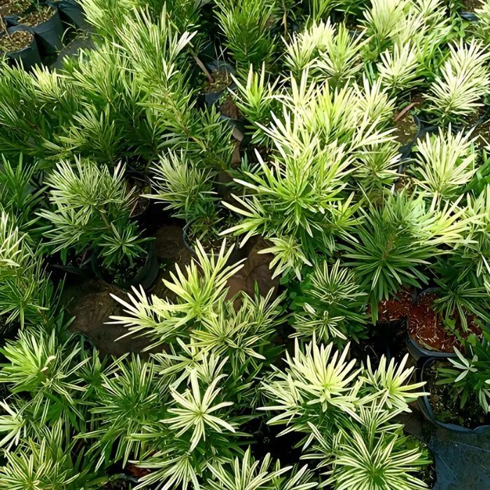 Tùng Cẩm Thạch Cấy Mô