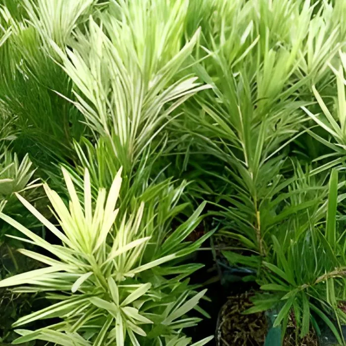 Tùng Cẩm Thạch Cấy Mô