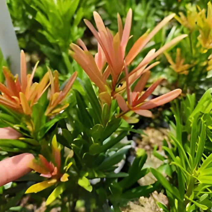 Tùng Đài Loan Đọt Đỏ Cấy Mô