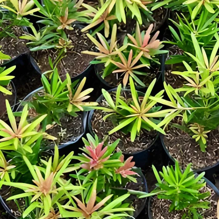 Cây Tùng Đài Loan đọt đỏ