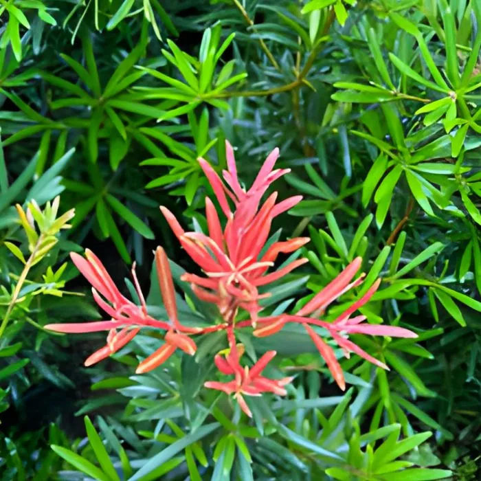 Cây Tùng Đài Loan đọ đỏ cấy mô