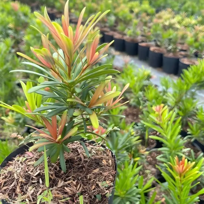 Cây tùng Đài Loan đọt đỏ cấy mô