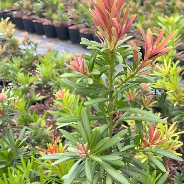 Cây tùng Đài Loan đọt đỏ cấy mô