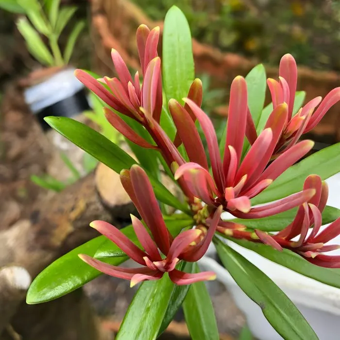 Tùng Đài Loan Đọt Đỏ Cấy Mô