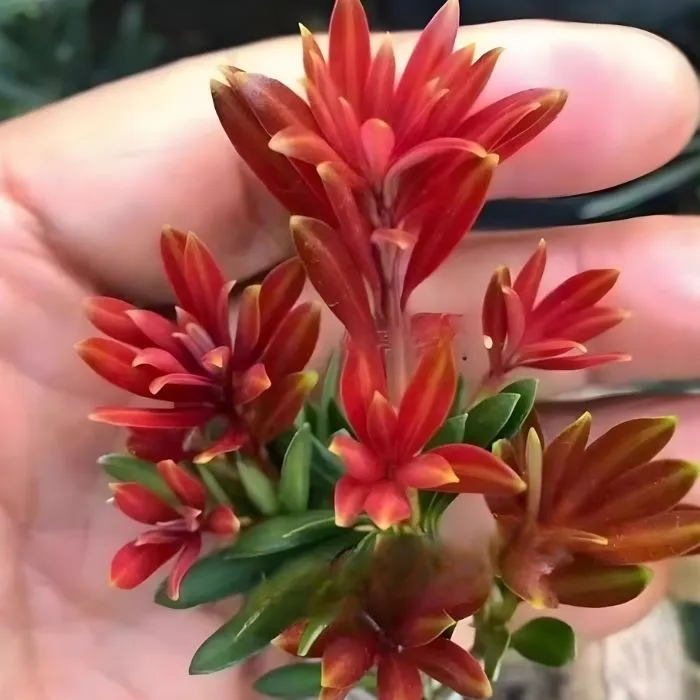 Tùng Kim Cương Đọt Đỏ Cấy Mô