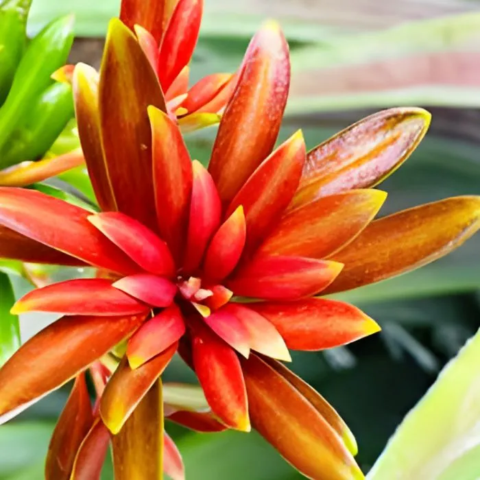 Tùng Kim Cương Đọt Đỏ Cấy Mô