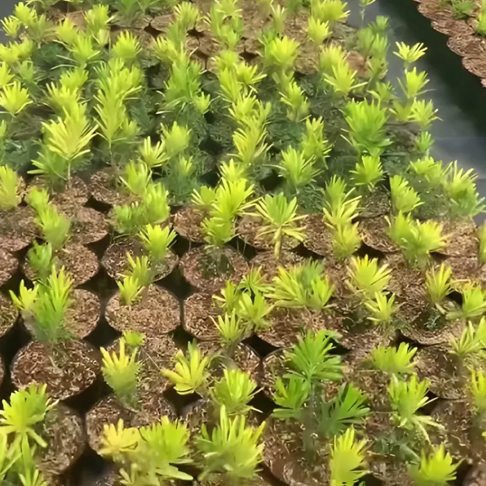 Tùng Kim Cương Vàng Cấy Mô