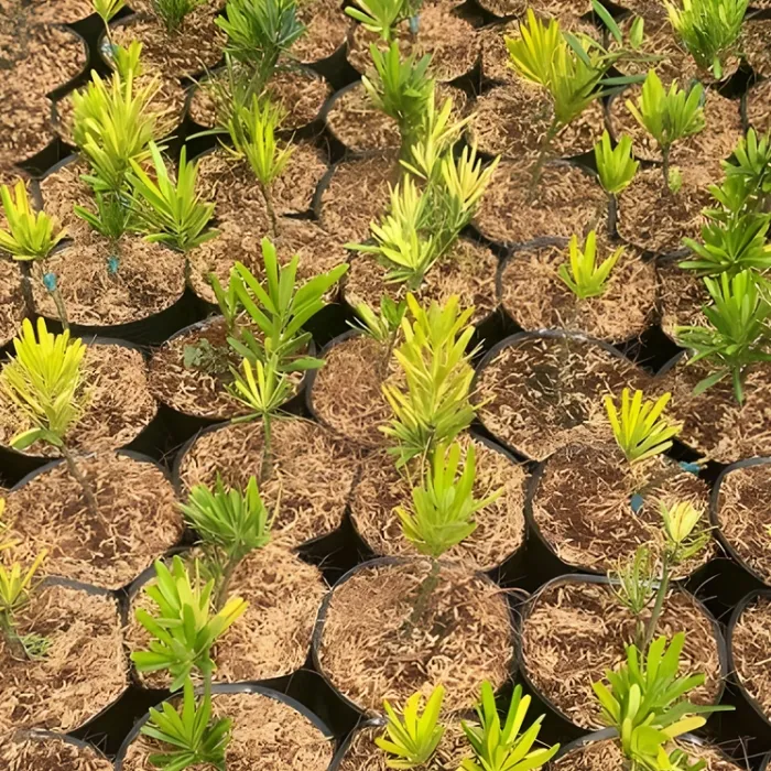 Tùng Kim Cương Vàng Cấy Mô