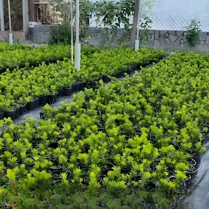 Tùng Mỡ Gà Cấy Mô