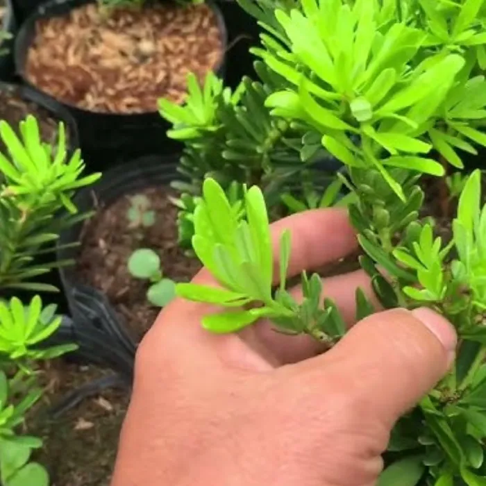 Tùng Mỡ Gà Cấy Mô