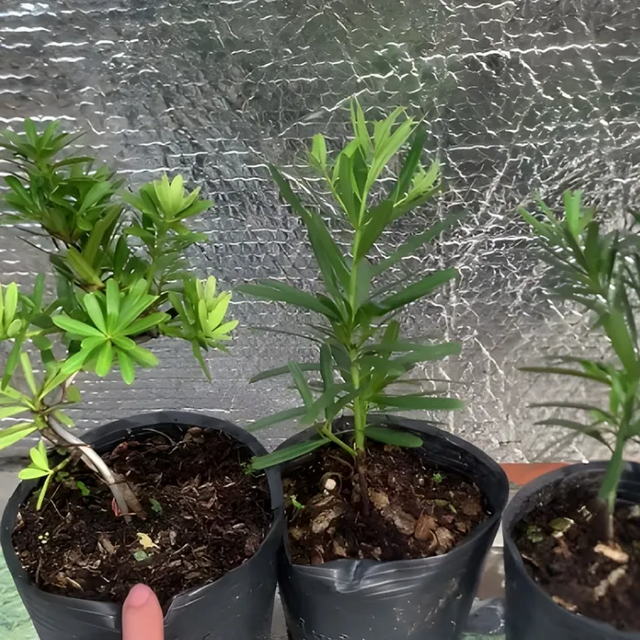 Tùng Quý Phi Cấy Mô