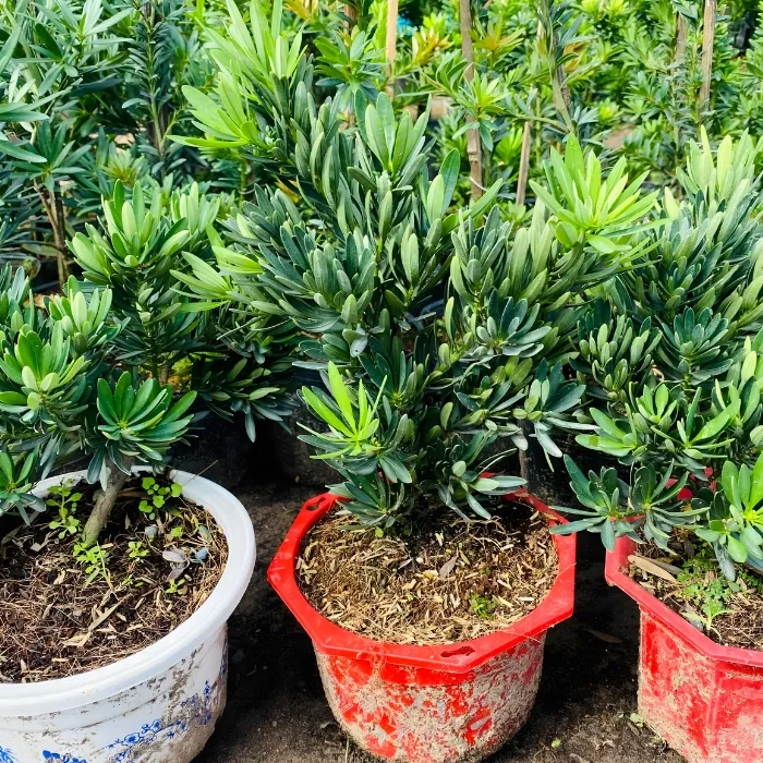 Tùng quý phi cấy mô