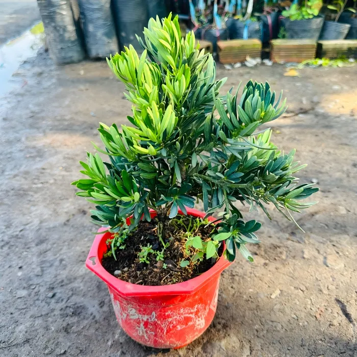 Cây Tùng quý phi cấy mô