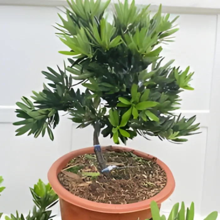 Tùng quý phi cấy mô