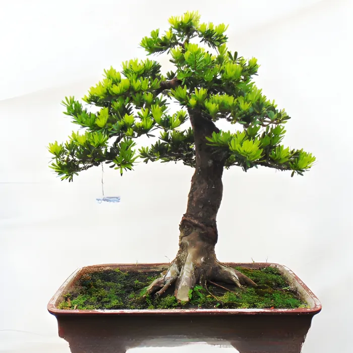 Tùng quý phi cấy mô