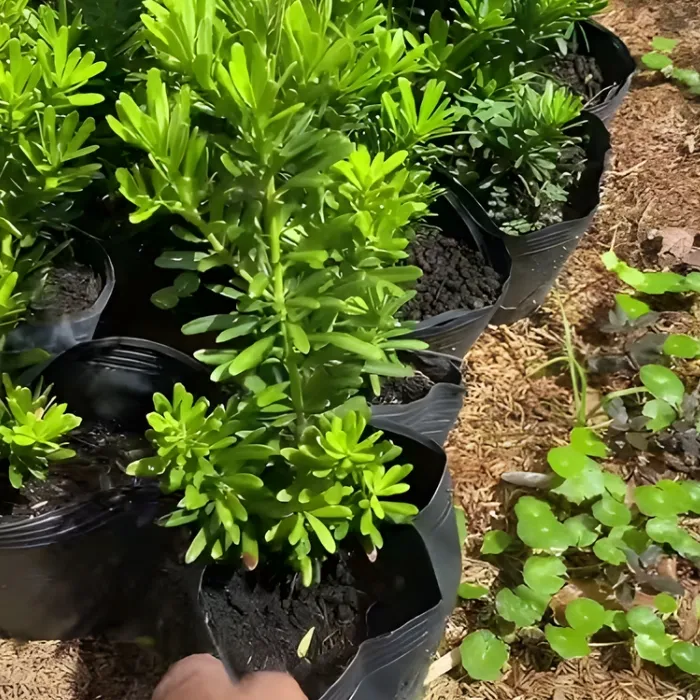 Tùng Quý Phi Cấy Mô