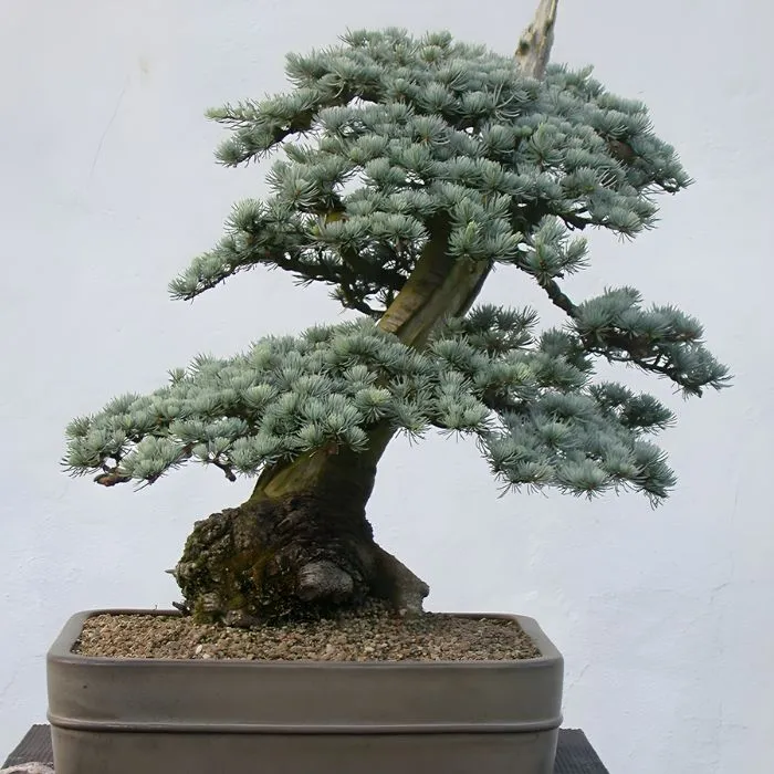 Tùng Tuyết Cấy Mô